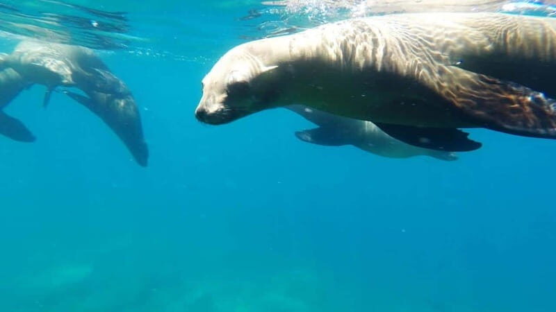 La Paz: Day Cruise & Snorkelling (w/sea lions) Food & Drinks - FAQs