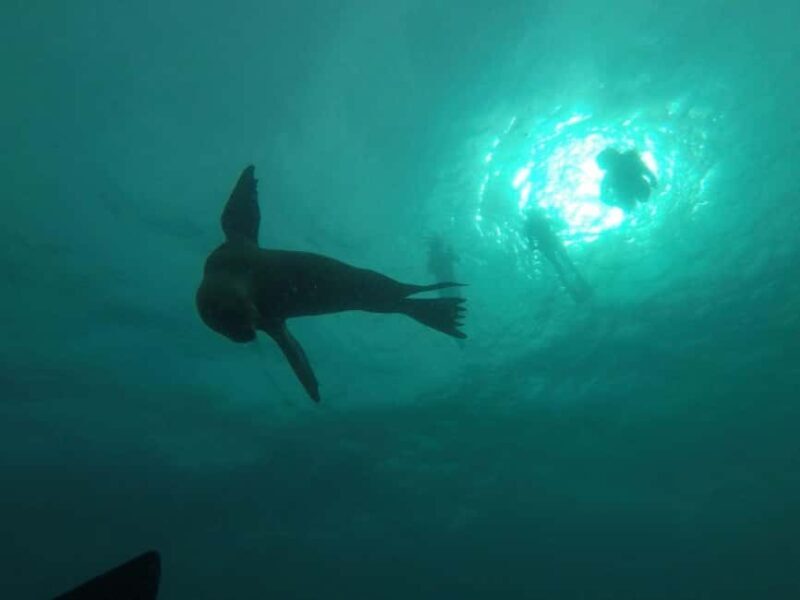 La Paz: Espíritu Santo Island Snorkeling Tour with Lunch - Logistics & Practical Tips