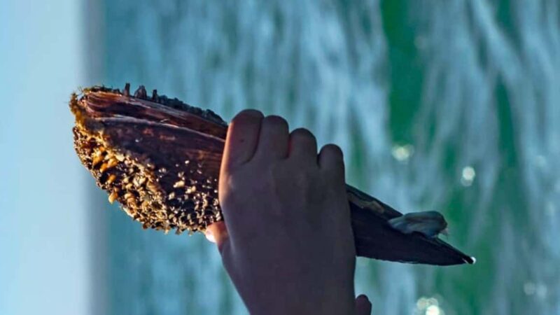 La Paz: Mangrove Adventure, Snorkeling and Shellfish Tasting - FAQ