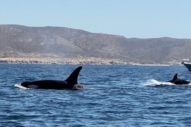 La Paz Mexico Sunset Cruise with Local Guides : small group - Practical Details