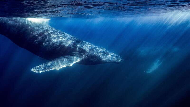 La Paz or La Ventana: Ocean Safari - In-Depth Look at the Ocean Safari Experience