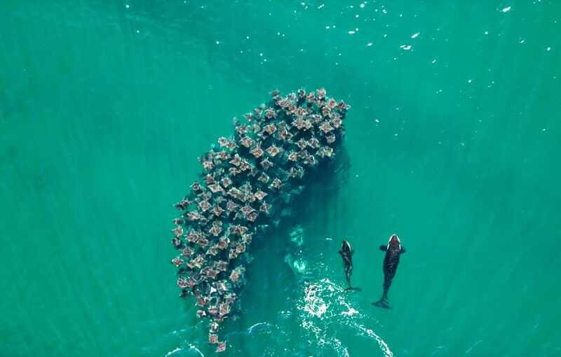 La Paz or La Ventana: Ocean Safari - Final Thoughts