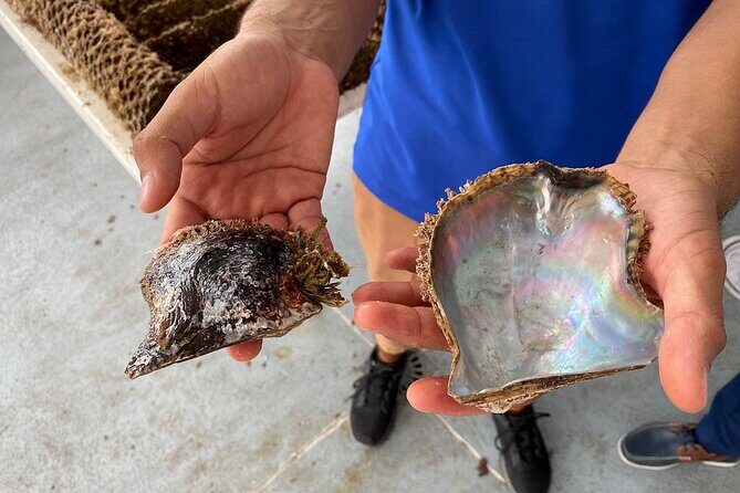 La Paz: Pearl Farm Experience and shop - Detailed Breakdown of the Experience