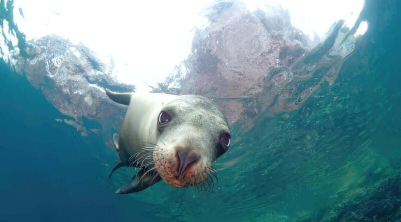La Paz: Sea Lion Snorkeling at Espirtu Santo Island - An Honest Look at What the Tour Offers