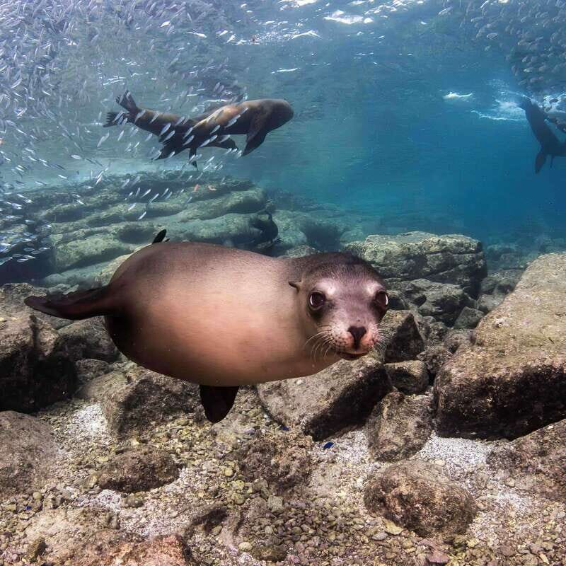 La Paz: Sea Lion Snorkeling at Espirtu Santo Island - Who Should Consider This Tour?