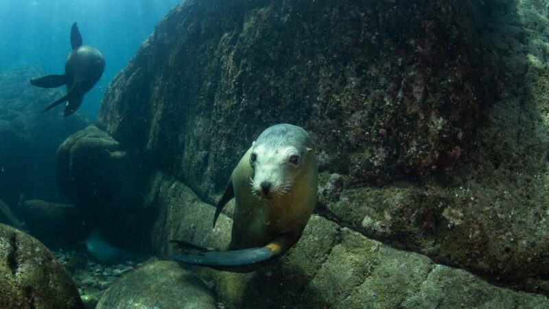 La Paz: Sea Lions & Mega-Paddleboard Tour in Espiritu Santo - Final Thoughts: Who Is This Tour Best For?