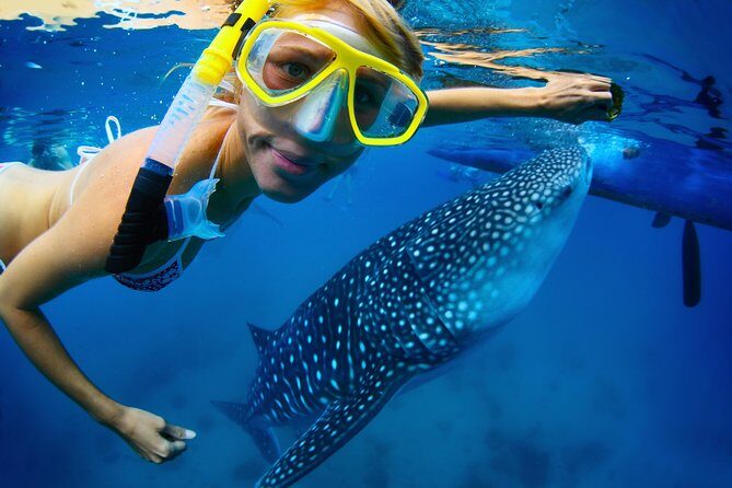 La Paz Whale Shark Snorkeling Tour and Lunch From Los Cabos - What to Expect on the Tour