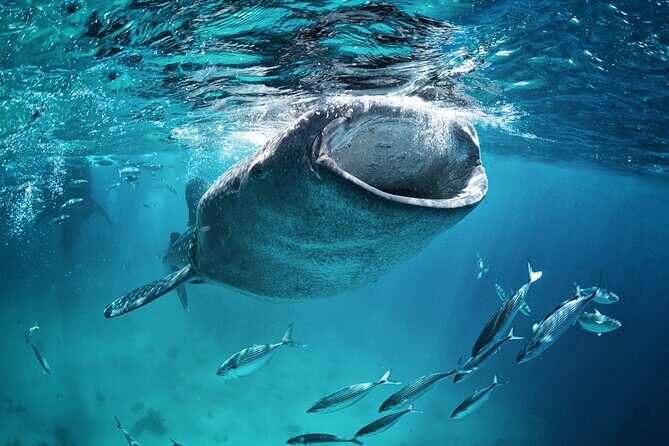 La Paz Whale Shark Snorkeling Tour and Lunch From Los Cabos - Real Feedback from Travelers