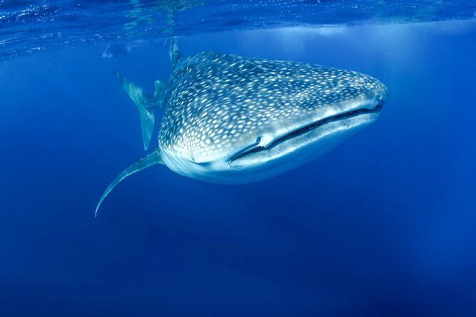 La Paz Whale Shark Snorkeling Tour and Lunch From Los Cabos - Who Should Consider This Tour?