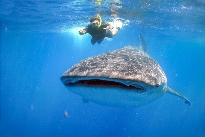 La Paz Whale Shark Snorkeling Tour and Lunch From Los Cabos - FAQ — Practical Answers to Your Questions