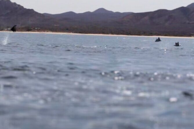 La Paz Wildlife Ocean Safari & Beach Club Leisure in La Ventana - An In-Depth Look at the La Paz Wildlife Ocean Safari & Beach Club Leisure