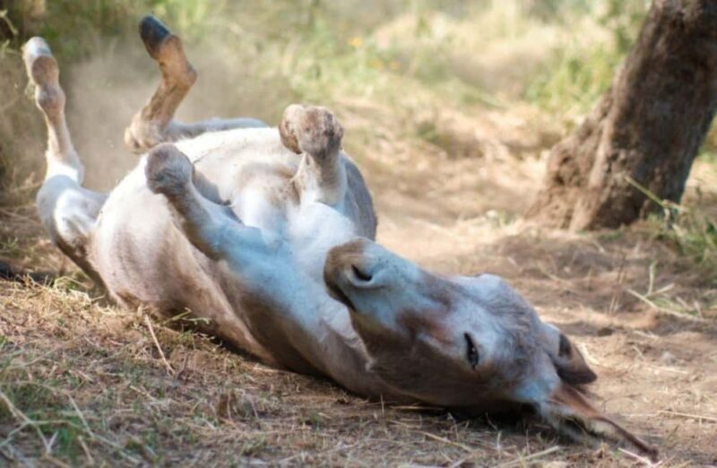 La Pieve: Walk with Donkeys in the Hills of Pisa - Key Points