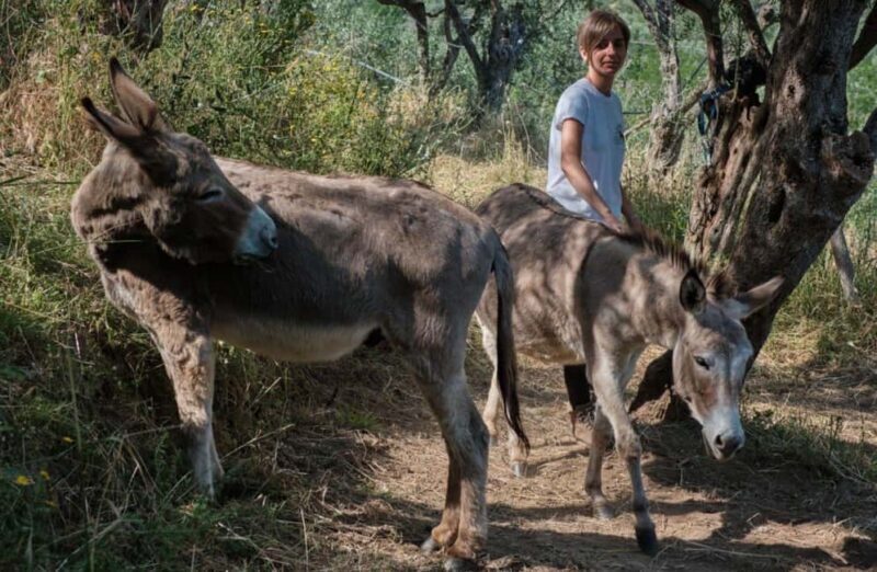 La Pieve: Walk with Donkeys in the Hills of Pisa - What to Expect from the Tour