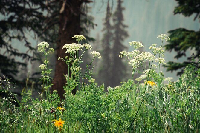 La Plata Canyon Jeep Tour in Colorado - La Plata Canyon Jeep Tour in Colorado: A Practical Guide