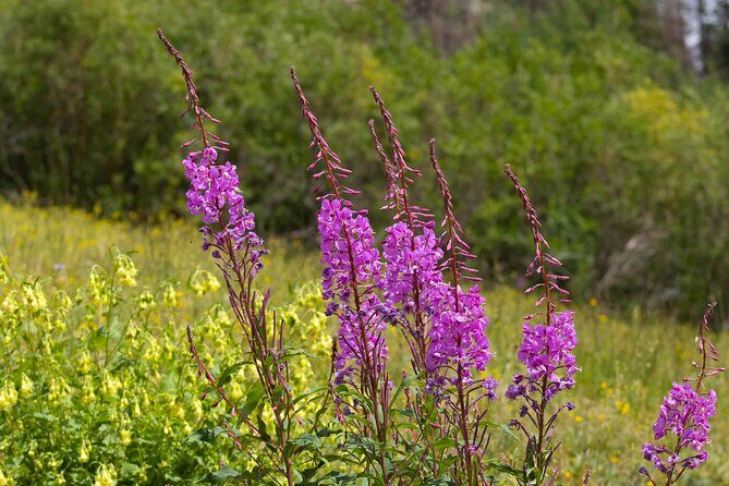 La Plata Canyon Jeep Tour in Colorado - Breaking Down the Itinerary