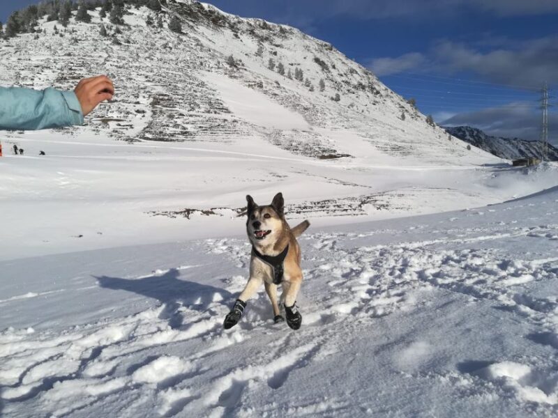 La Raya: Fuentes de Invierno Snowshoe Walk - A Deep Dive into the Snowshoe Adventure in Asturias