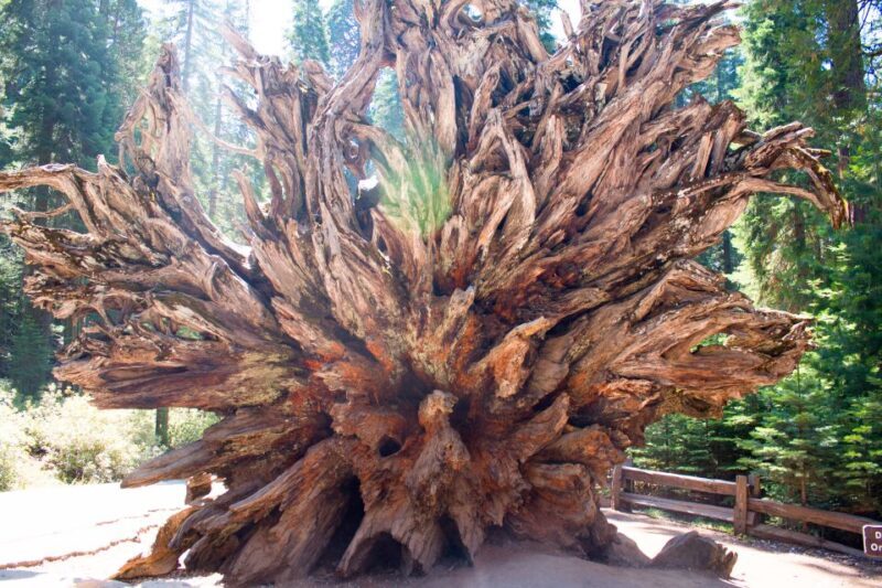 LA: San Francisco, Yosemite, Vegas, Grand Canyon 7-Day Tour - FAQ