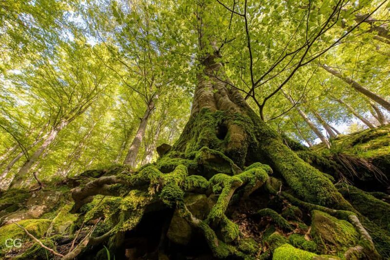 La Verna: Hike in the Fairy Forest and Monte Penna - Practical Aspects and What to Expect