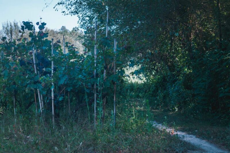 Lagoa da Ervedeira E-bike and Stand Up Paddle tour - FAQ