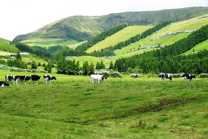Lagoa do Fogo: Private Scenic Walking Tour - Who Is This Tour Best For?