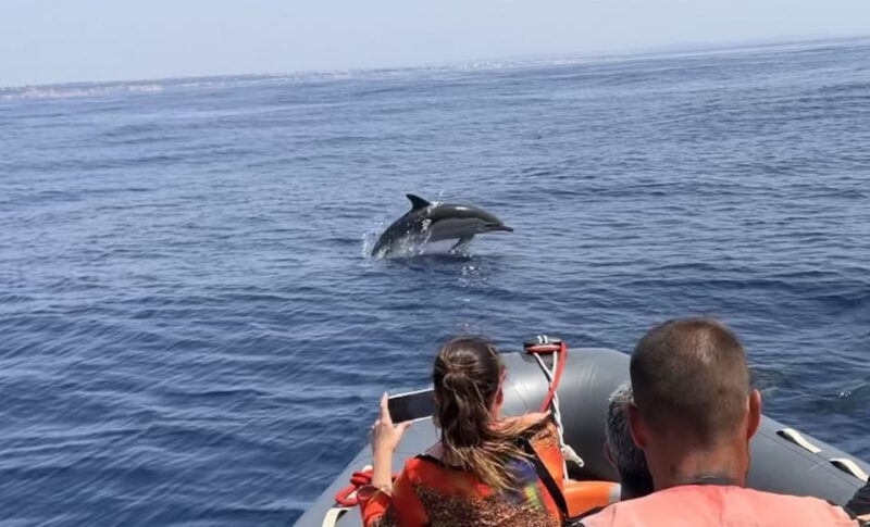 Lagoa: Dolphin Watching & Benagil Tour with Biologist Guide - Who Will Love This Tour?