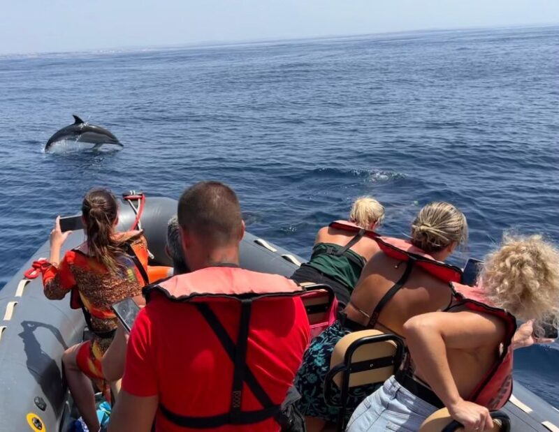 Lagoa: Dolphins Expedition with biologist guide on board - Key Points