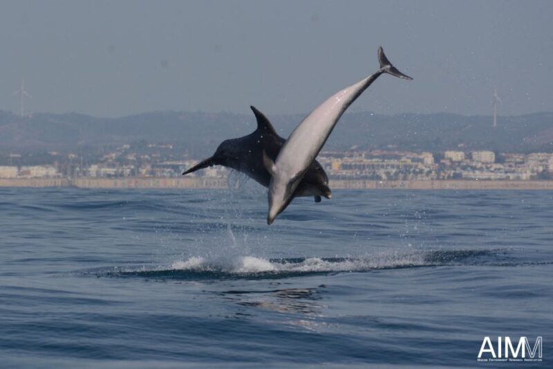 Lagoa: Dolphins Expedition with biologist guide on board - Who Should Consider This Tour?
