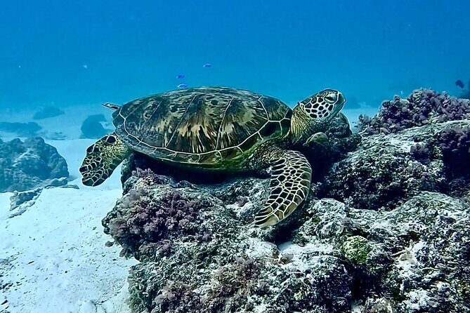 Lagoon and Marine Wildlife Tour in Moorea - Authentic Experiences and Genuine Value
