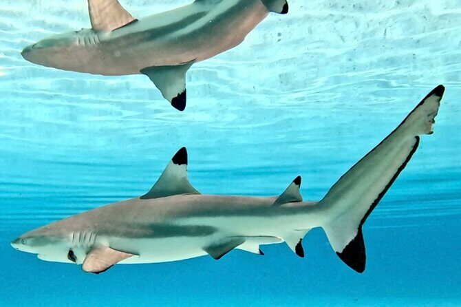 Lagoon and Marine Wildlife Tour in Moorea - Final Thoughts