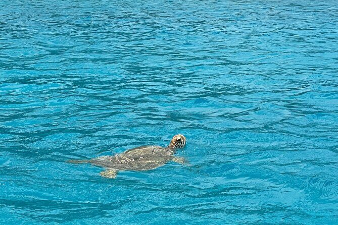 Lagoon Exploration and Snorkeling in Moorea - FAQ