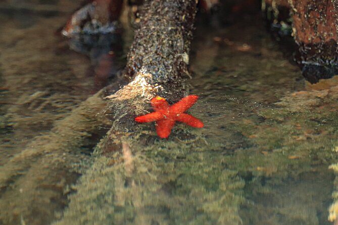 Lagoon Mangrove Tour, Kayaking and Sightseeing from Cancun - FAQ
