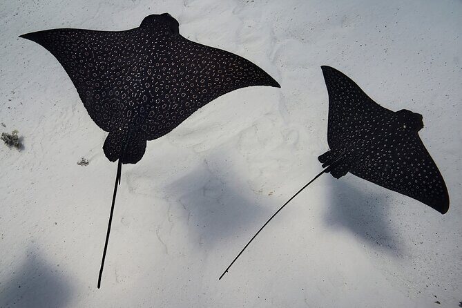 Lagoon Tour - Discover the magnificent lagoon of Moorea - Final Thoughts