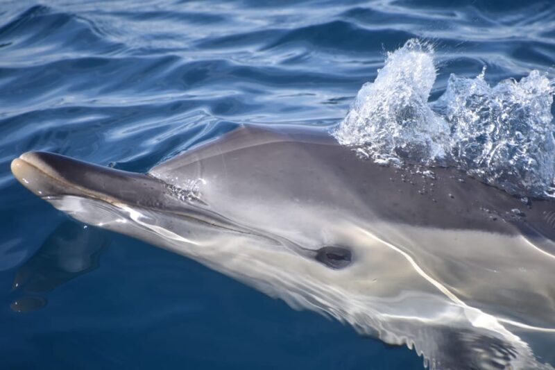 Lagos: Dolphin & Benagil Tour with Marine Biologist - Key Points
