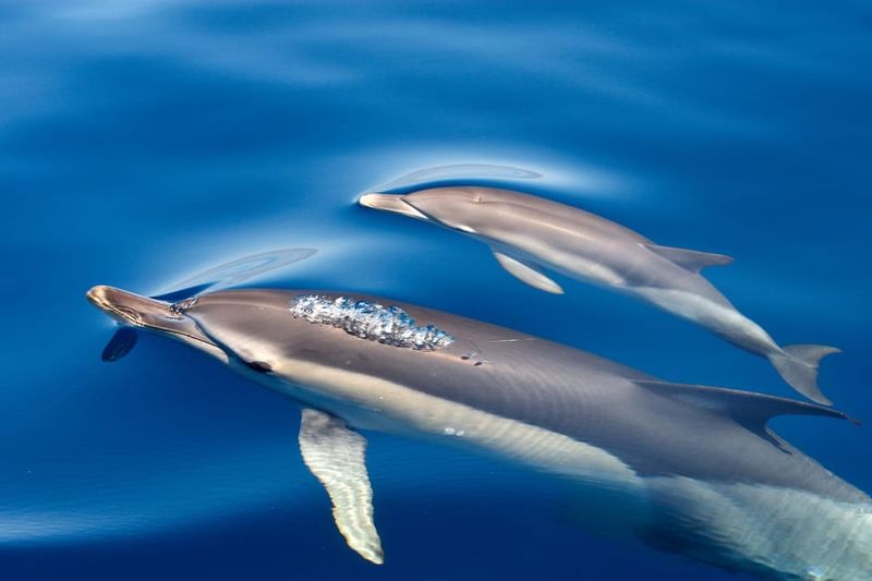 Lagos: Combo Dolphin and Benagil Tour with Marine Biologist - Where You Meet: Marina de Lagos (Seatrips Lagos, Loja 10)