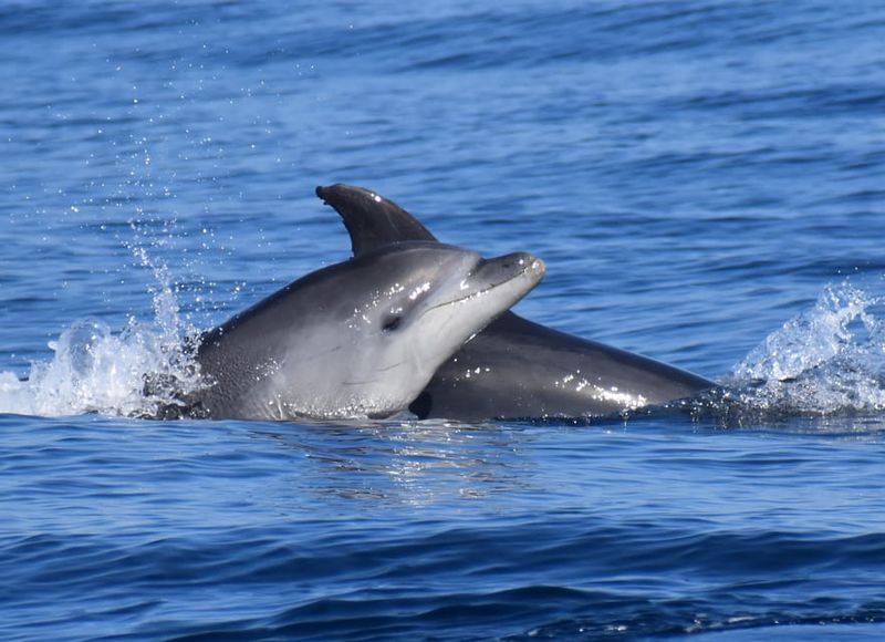Lagos: Combo Dolphin and Benagil Tour with Marine Biologist - The Second Half: Cruising the Algarve Coast to Benagil