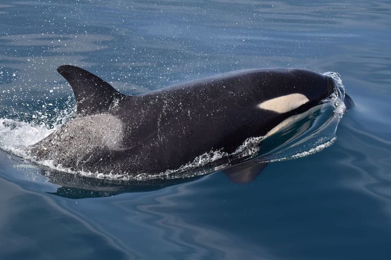 Lagos: Combo Dolphin and Benagil Tour with Marine Biologist - Entering Algar de Benagil: Why the Cave Visit Feels Different by Boat