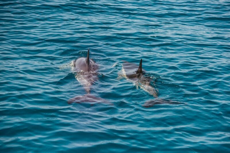 Lagos: Dolphin Watch Tour with Professional Marine Biologist - Who Will Love This Tour?