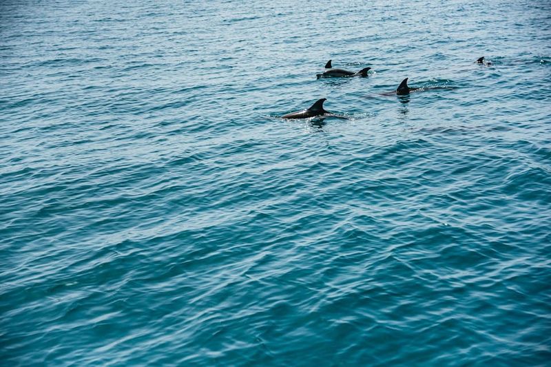 Lagos: Dolphin Watch Tour with Professional Marine Biologist - Comfort, Seats, and Staying Dry: Practical Tips
