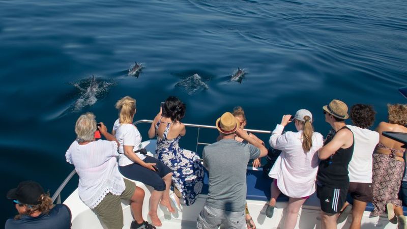Lagos: Dolphins & Caves - Catamaran - After the dolphins: secluded-bay swim, sun time, and the slide