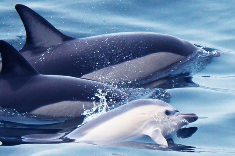 Lagos: Dolphin Watching with Professional Marine Biologists - Key Points