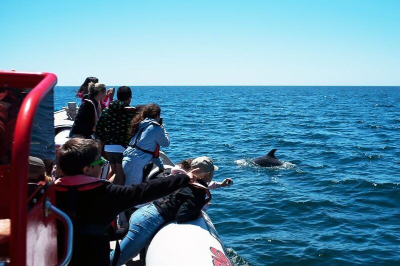 Lagos: Dolphin Watching with Professional Marine Biologists - What Do Guests Say?