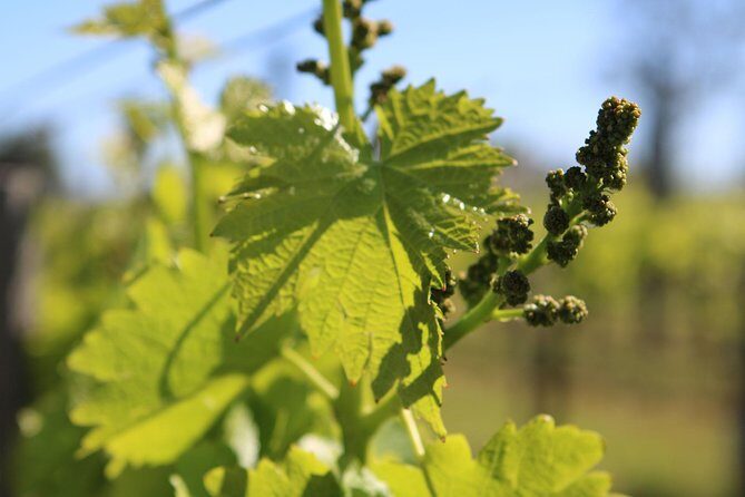 Lagos, Portimão & Carvoeiro: Wine Tasting, Tapas & Music Tour - FAQs