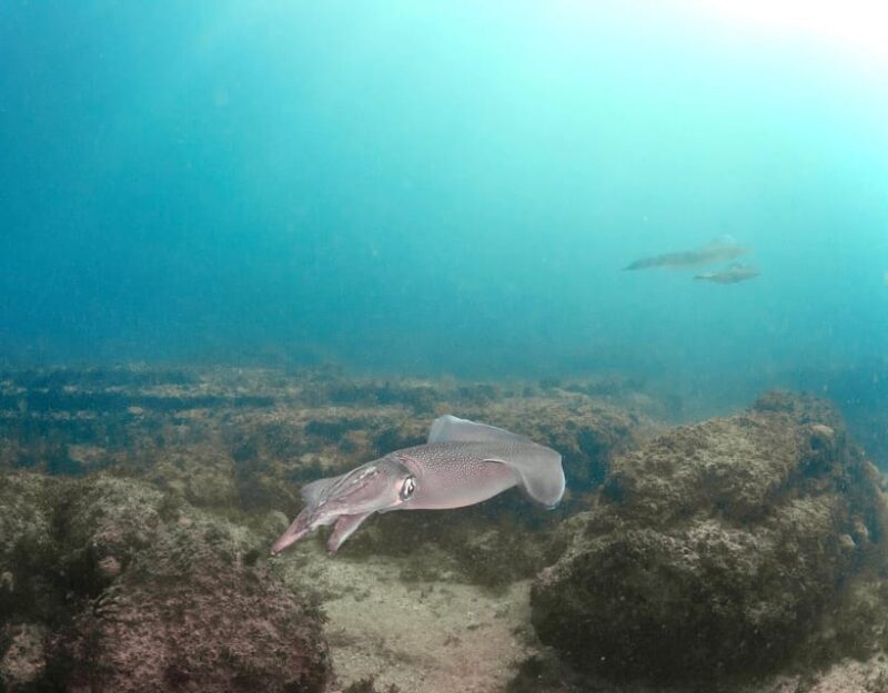 Lagos: Scuba Diving Experience for Beginners - Why Choose This Lagos Scuba Diving Experience?