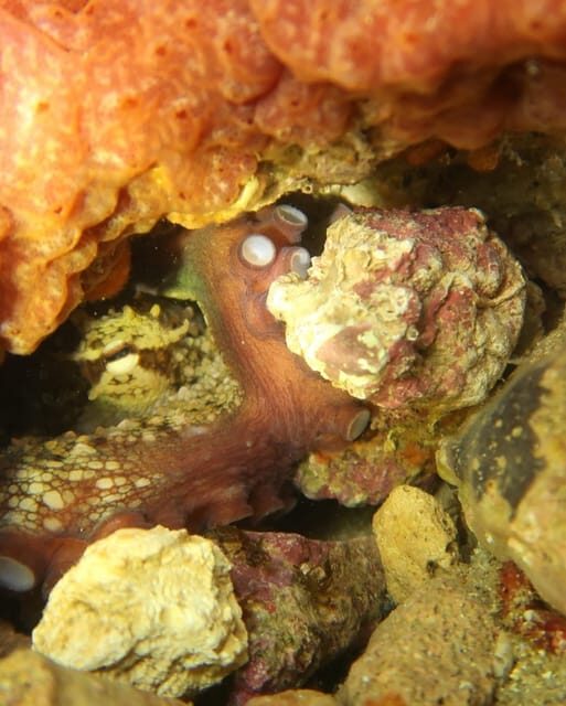 Lagos: Scuba Diving Experience for Beginners - What’s Included and What’s Not