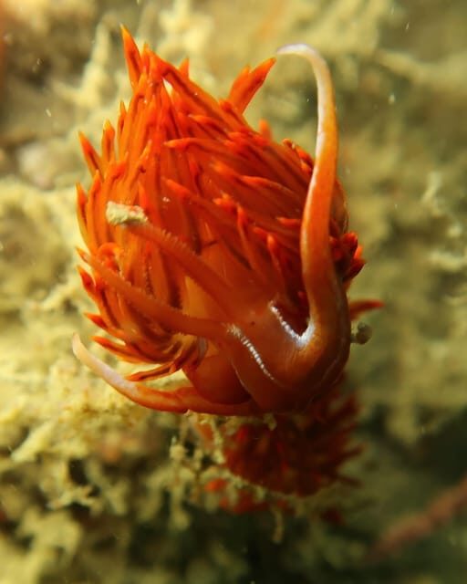 Lagos: Scuba Diving Experience for Beginners - FAQ