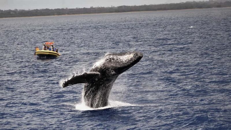 Lahaina: Day or Sunset Whale Watching Tour with Naturalist - Key Points