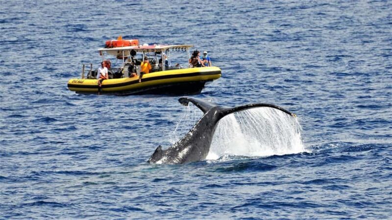 Lahaina: Day or Sunset Whale Watching Tour with Naturalist - Is It Worth the Price?