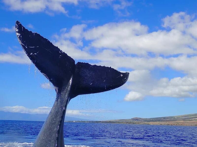 Lahaina: Day or Sunset Whale Watching Tour with Naturalist - Final Thoughts