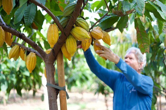Lahaina: Maui Ku'ia Estate Guided Cacao Farm Tour and Tasting - Key Points