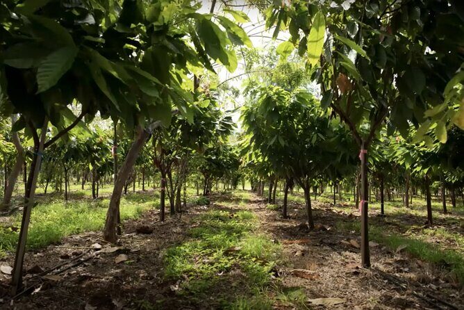 Lahaina: Maui Ku'ia Estate Guided Cacao Farm Tour and Tasting - Who Will Love This Tour?